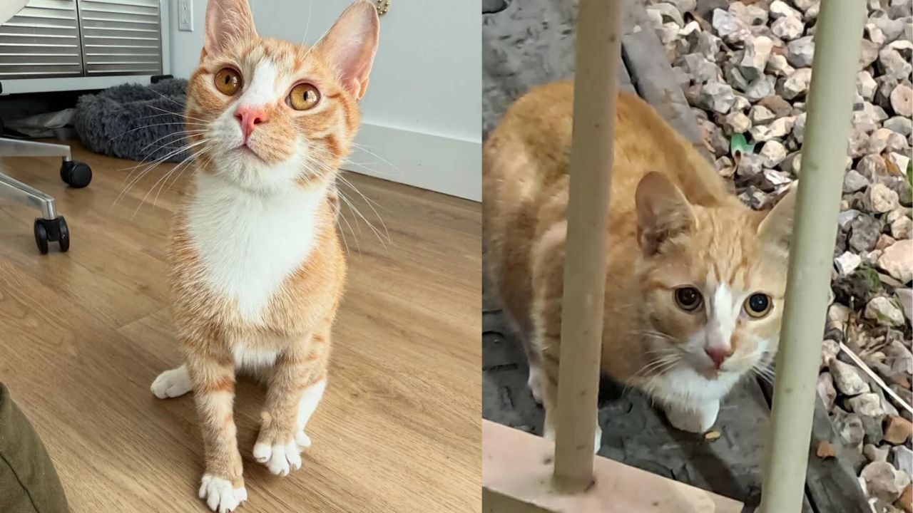 New York Subway Cat Rescued From Harsh Tracks, Discovers Comfort and Love in His New Home