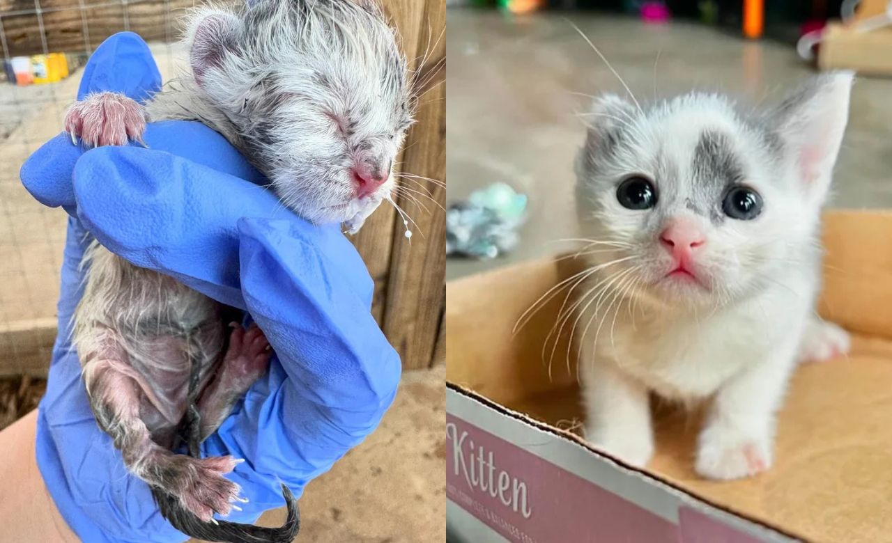 North Carolina Rescue: Tiny Kittens Found on Loading Dock, One Born with One Ear Becomes Symbol of Strength