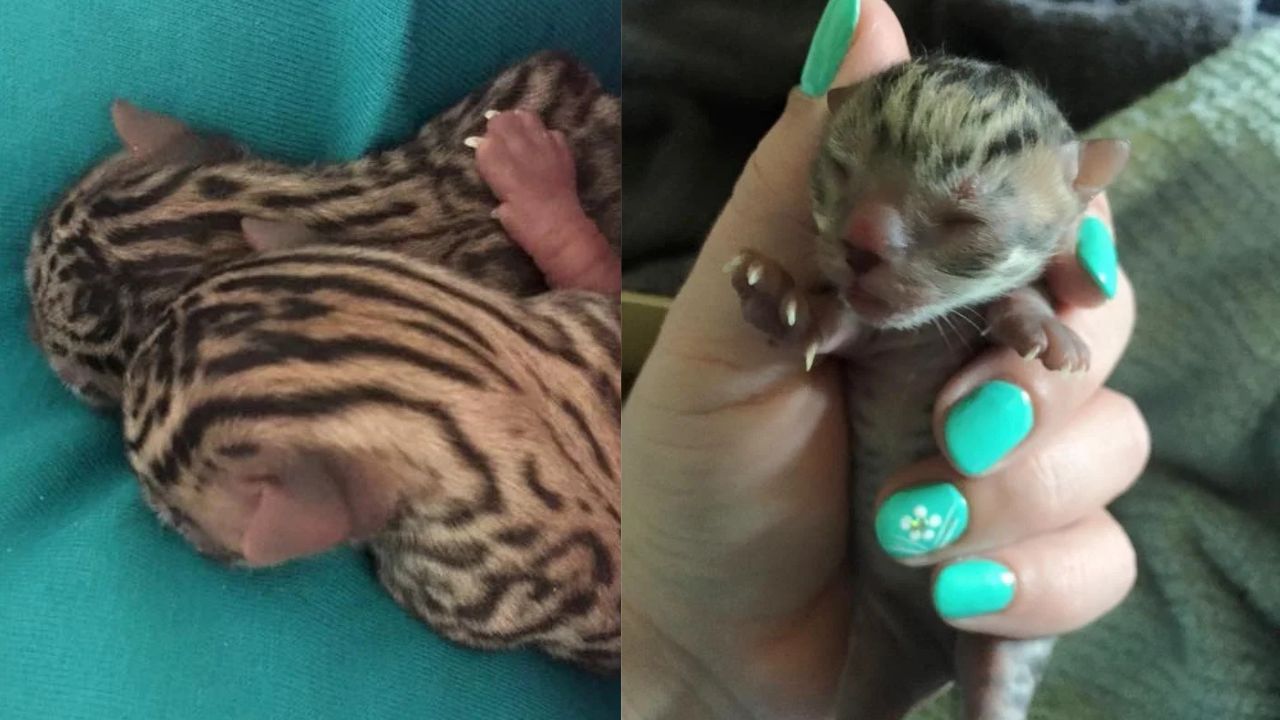 Indiana Barn Shock: Orphaned Kittens With Unusual Markings Discovered by Rescuers