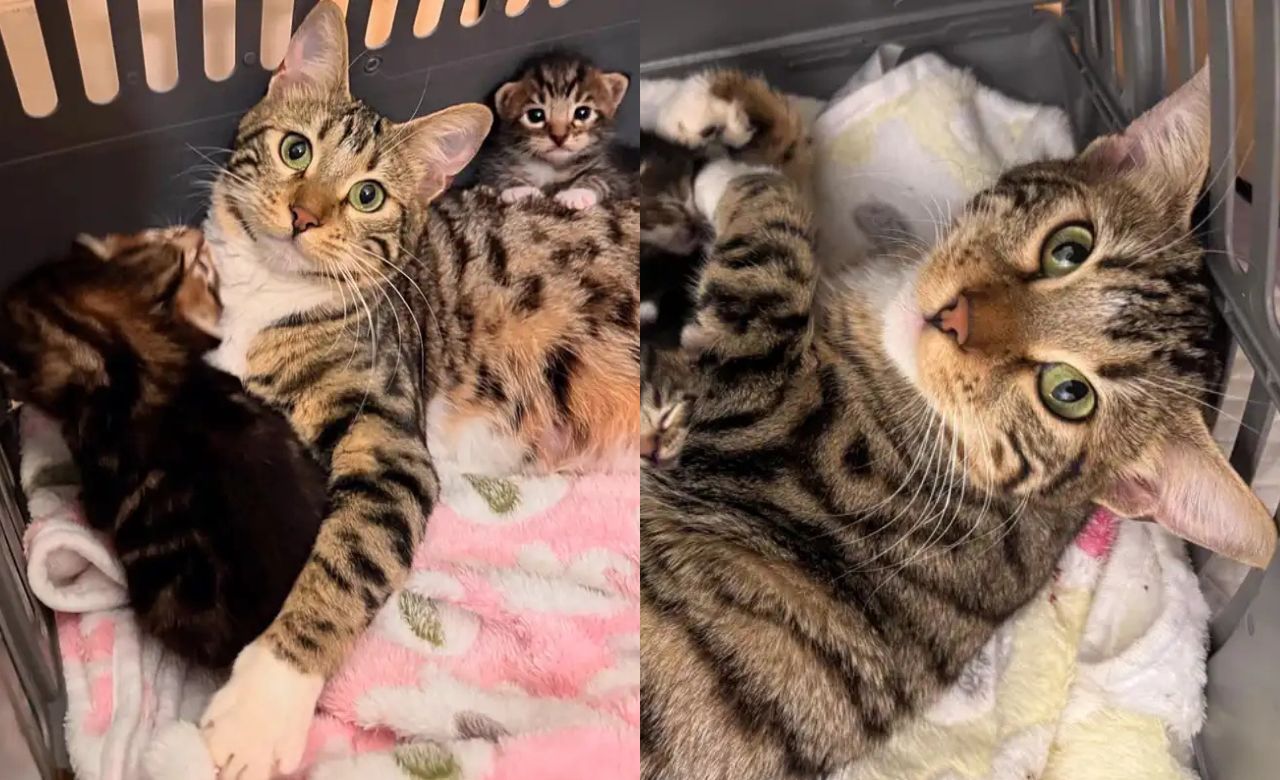 California Rescue Miracle — Pregnant Cat Saved Just Days Before Giving Birth, Now Finds Unlikely Guardian in a Loving Dog