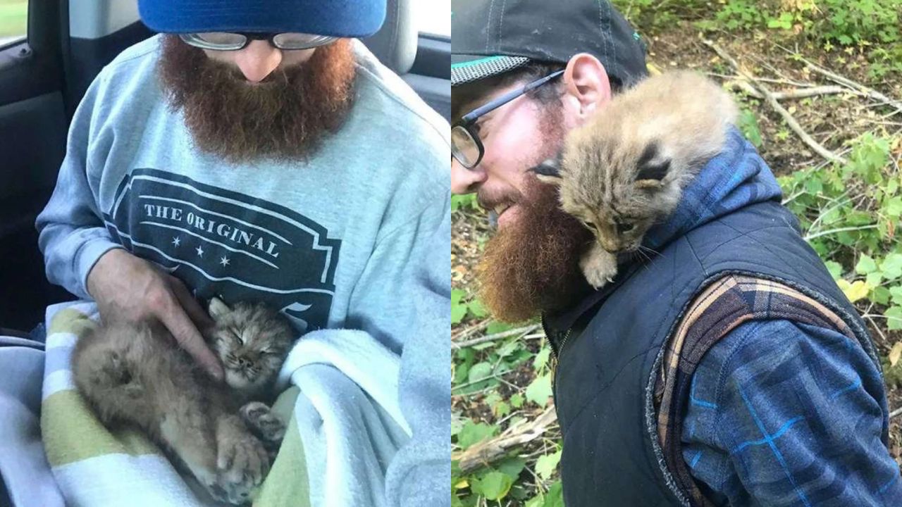 Québec Man Rushes to Save Stranded ‘Kitten’ - Then Realizes Those Big Paws Belong to a Baby Lynx