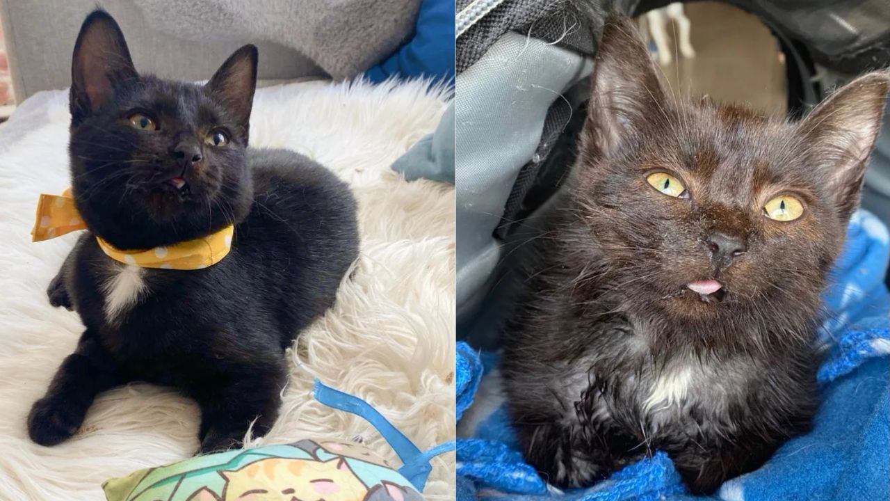Quebec Rescue Story: Helping a Kitten with a 'Locked Jaw' Was the Mission, and the Transformation Was Achieved in the Best Way Possible. Export to Sheets