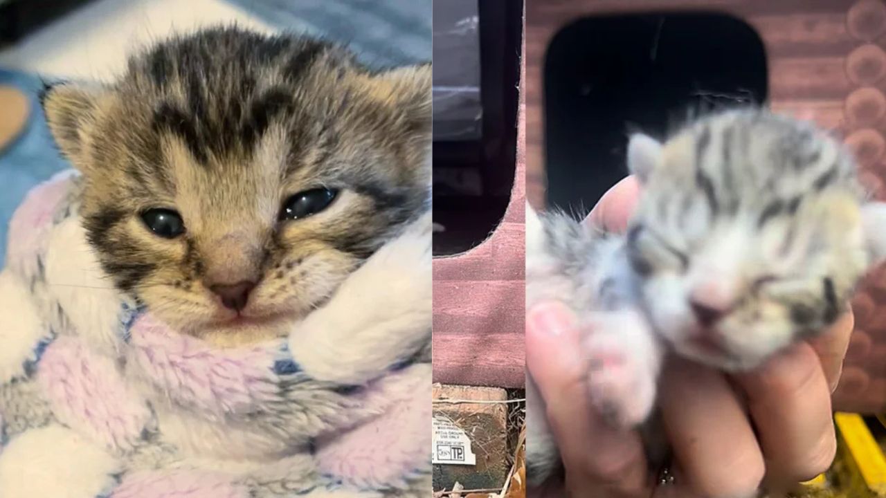Heartwarming in New York: Rescue Cat Becomes Foster Mom to a ‘Kitten’ Who Looks Nothing Like Her