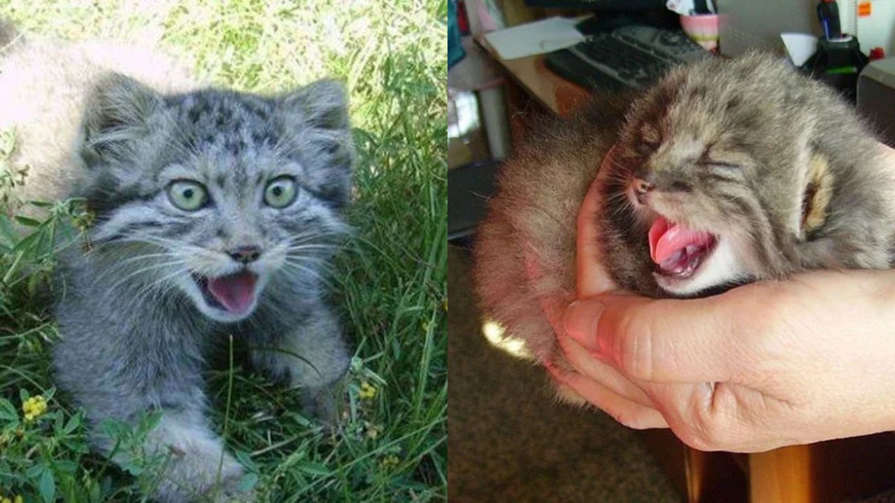 Southeast Russia Farmer’s Heartwarming Rescue of 4 Orphaned ‘Kittens’ Takes an Unexpected Wild Twist