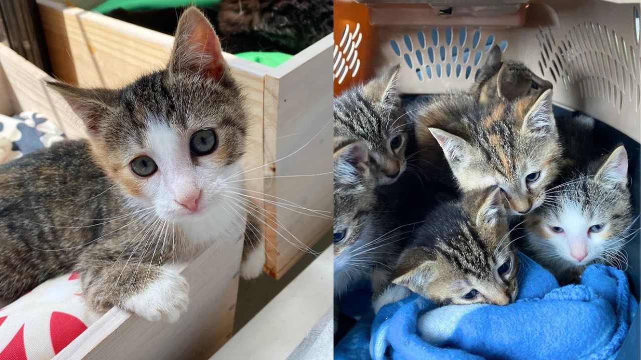 Tiny Fighter from Québec: Rescued Kitten Born Different Now Lives a Joyful Life Like Any Other Cat