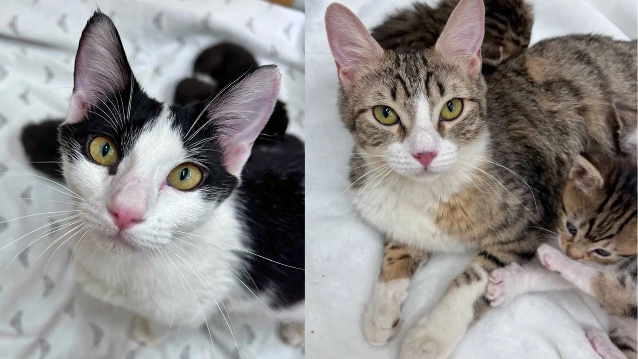 Two Cats with 11 Kittens Rescued from Underground Tunnels in the U.S., Start a New Life Today