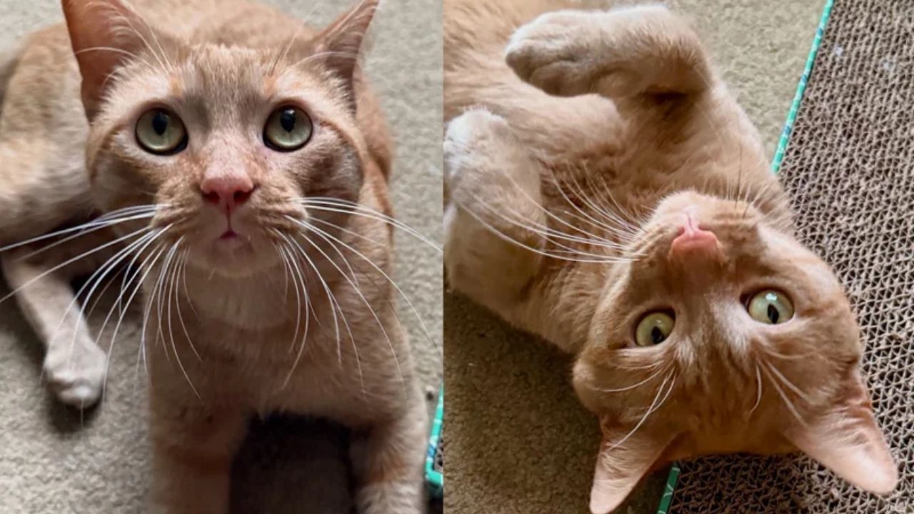 Virginia Neighbor Becomes a Hero After Rescuing Lonely Cat Trapped in Storm Drain, Refusing to Leave Him Behind
