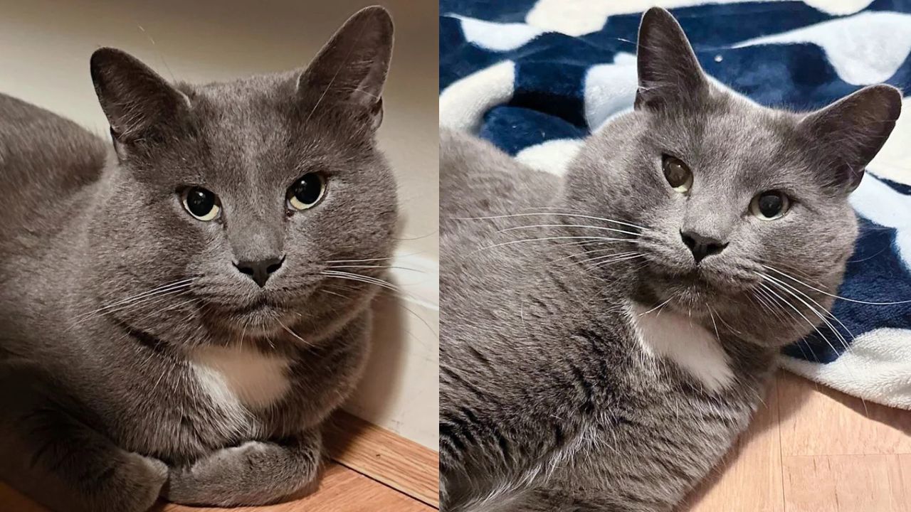 Virginia Woman Rescues Timid Street Cat After He Climbs Into Her Backyard and Slowly Reveals His True Personality