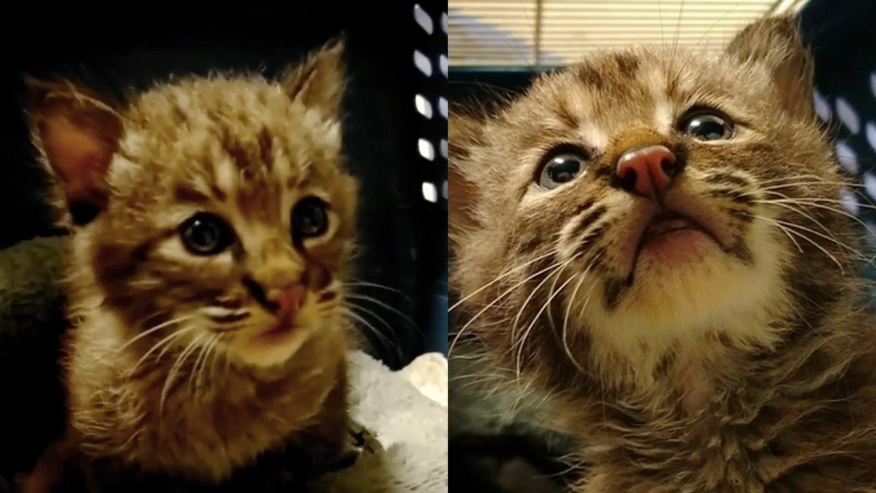 What a Surprise! Minnesota Man’s Stray Kitten Rescue Turns Out to Be a Wild Bobcat Adventure