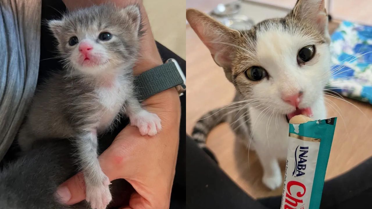 Tompkins County Rescue Tale: Woman Brings Home Kittens, and a Lonely Cat Offers the Sweetest Kind of Help