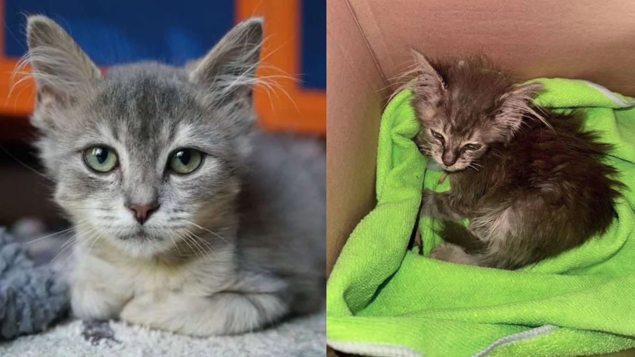 Young Cat Rescued at Charlotte Job Site Stuns Everyone with Her Incredible Transformation in Just Weeks