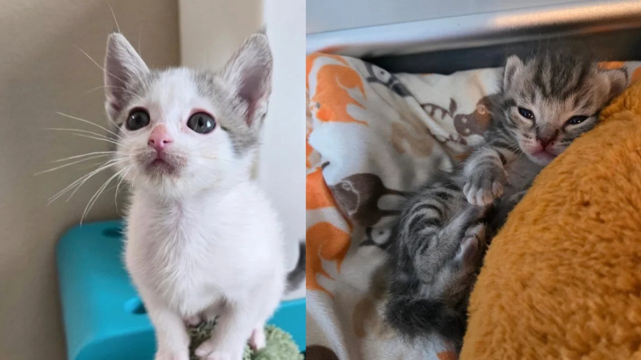 Heartbreaking to Heartwarming: Abandoned Kittens in a Box on California Doorstep Transform into the Happiest Young Cats