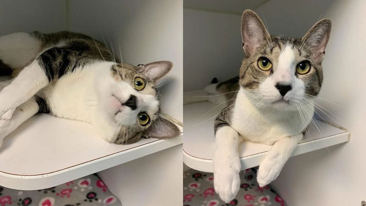 After 9 Long Months in a New Jersey Shelter, Cat Named Biggie Tries Everything to Get Adopted and Find a Forever Home