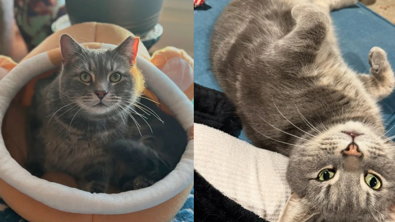 Beloved Neighborhood Cat in Virginia, Admired by Many, Decides It’s Time for a Fresh Start and a New Chapter