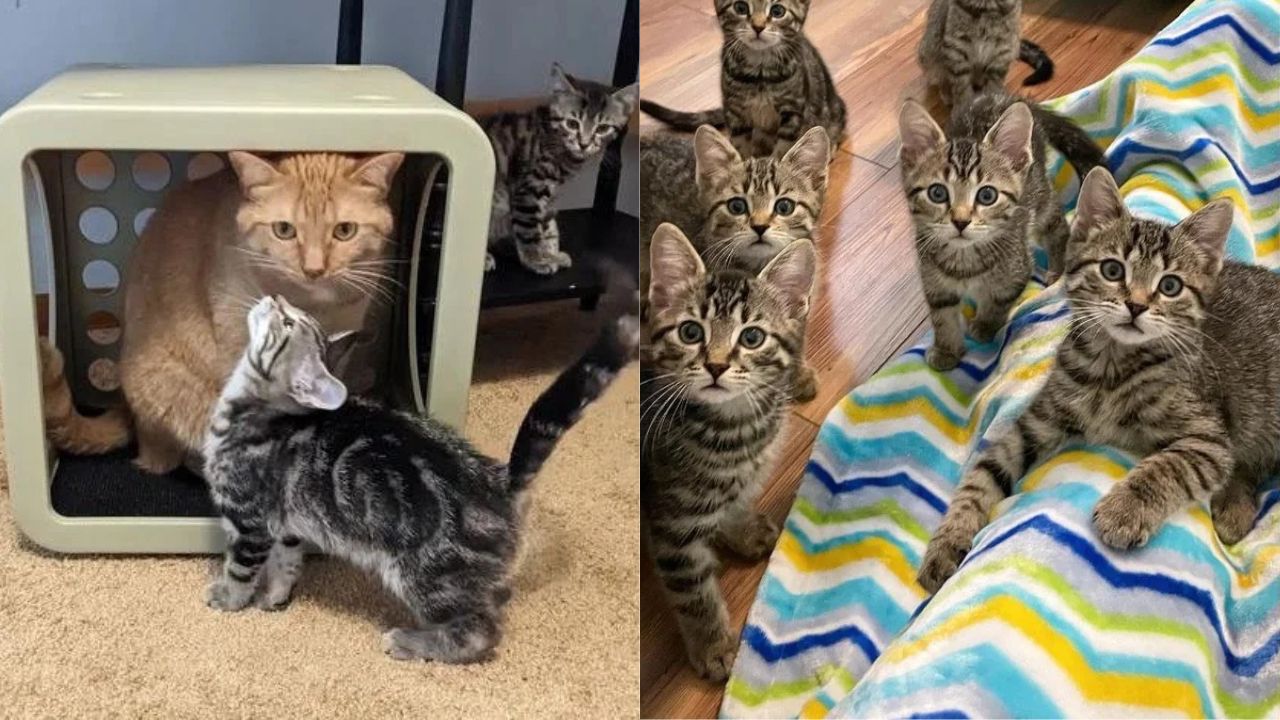 California Cat Becomes Unexpected Leader as Adorable Kittens Follow Him Everywhere, Refusing to Leave His Side