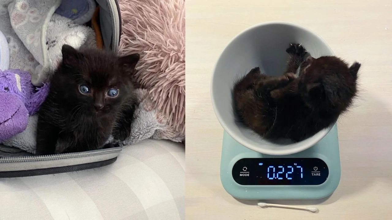 California Family Discovers Mysterious Bundle of Fur in Front of Home – Turns Out to Be a Kitten with the Heart of a Big Cat