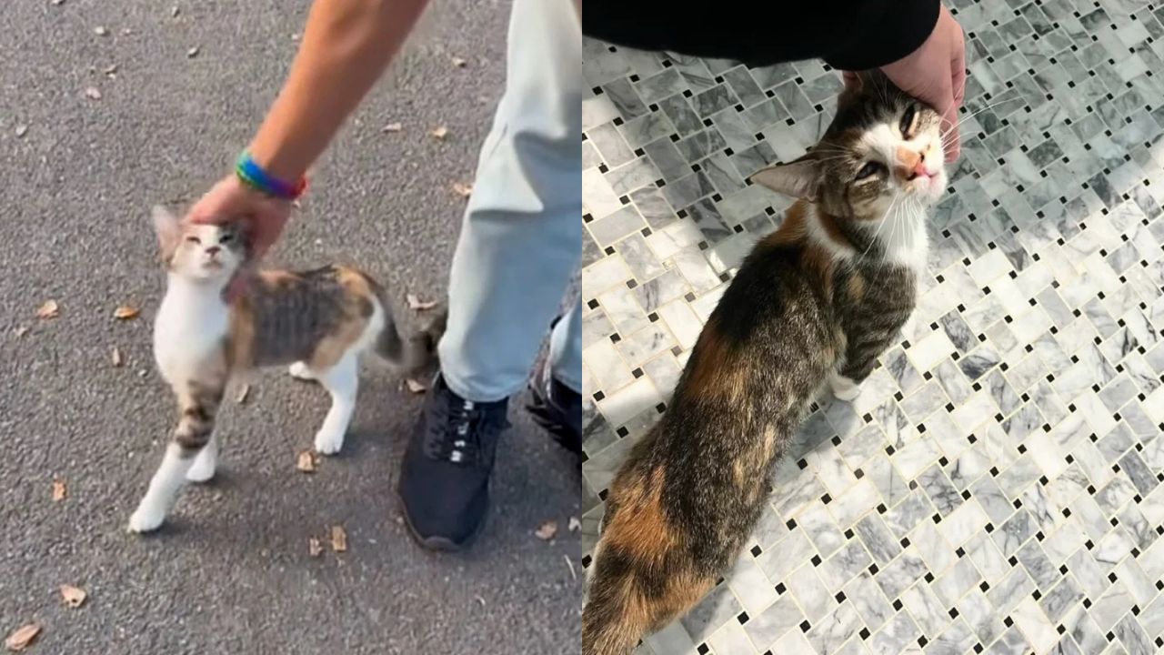 California Woman’s Life Transformed After Loving Stray Cat Who Begged Strangers for Attention
