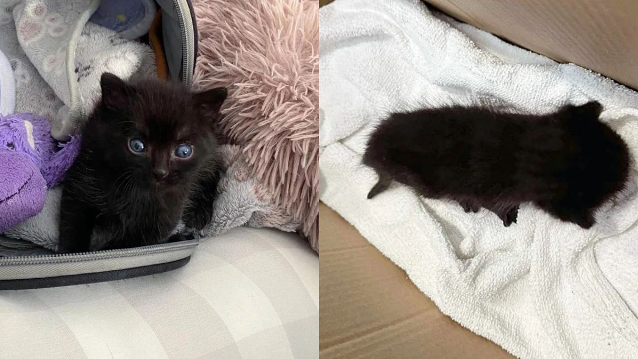 Heartwarming Québec Story: Family Discovers Abandoned Fur Bundle Was Actually a Kitten with the Spirit of a Big Cat