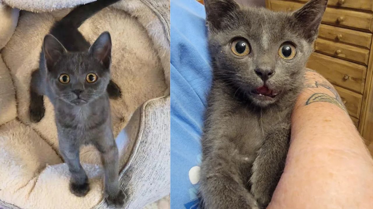 Florida Animal Rescuers Take in Kitten Who Climbs Right into Their Arms — See How This Sweet Rescue Changed Lives