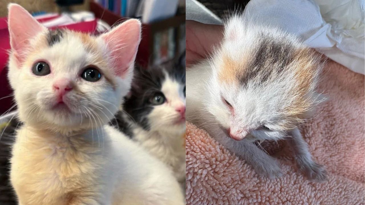 Miracle in Oregon: Four Kittens Born in Dangerous Spot Between Fences, One Little Cat Receives Lifesaving Help