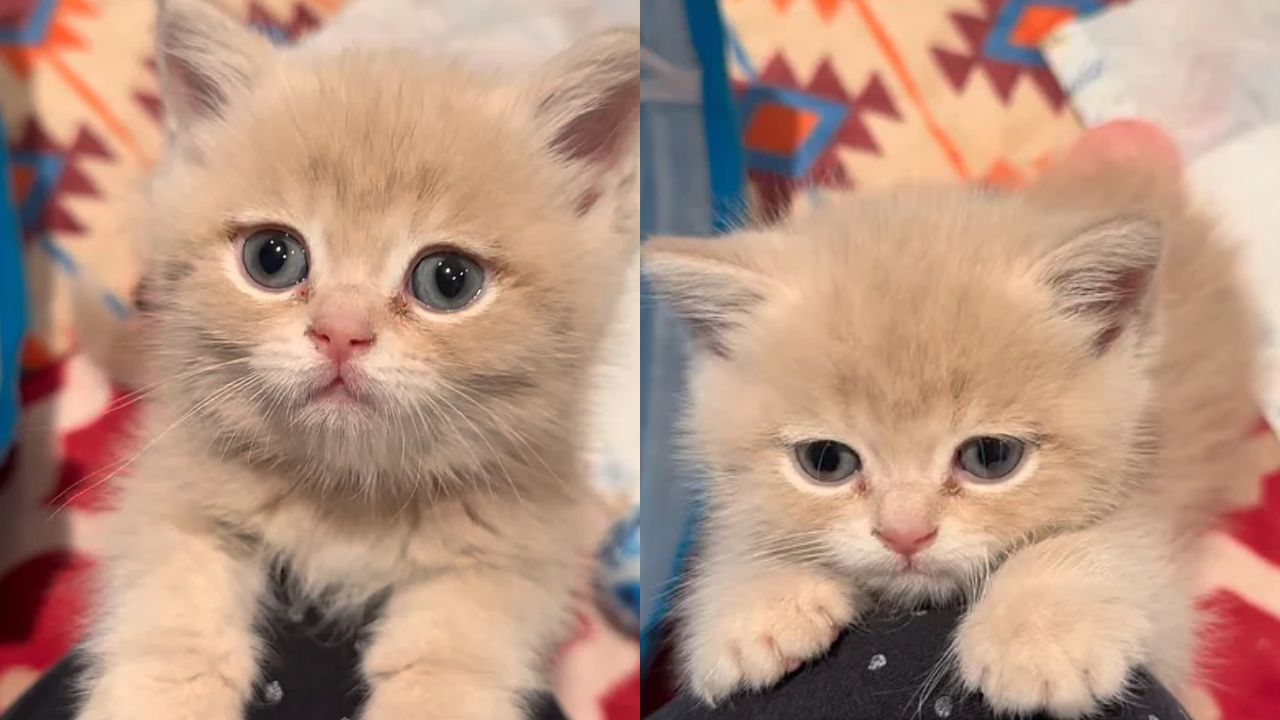 From Kuwait’s Harsh Streets to a Cozy Home: Kitten ‘Roars’ His Way into Rescuer’s Heart