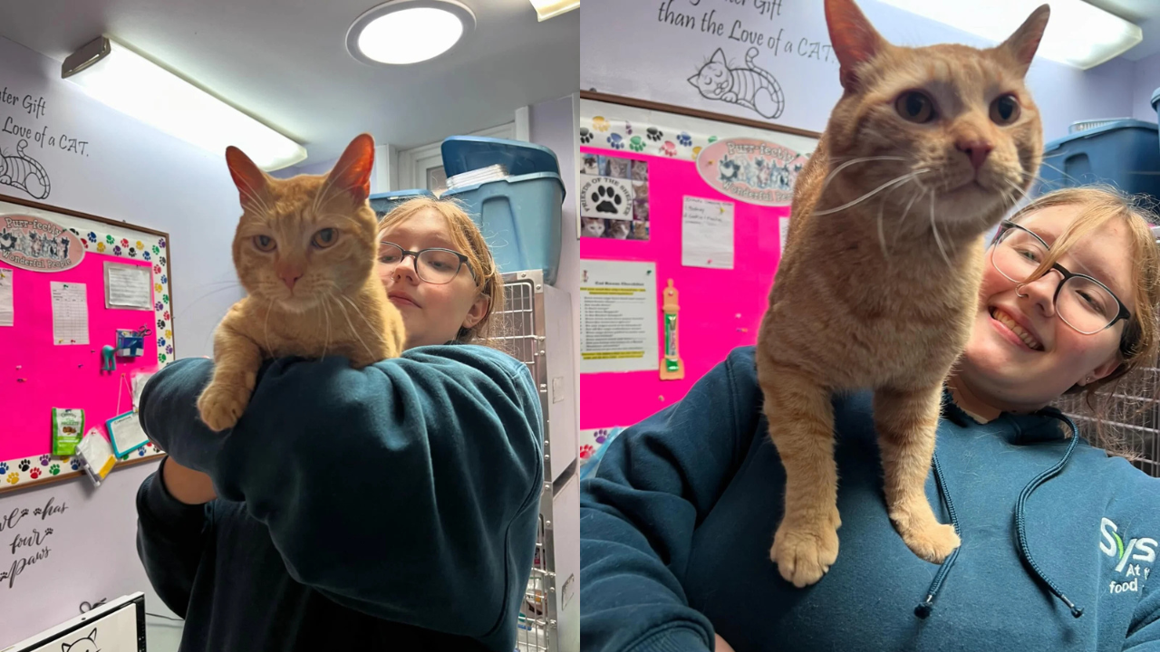 Heartfelt Moment in New Jersey as Stray Cat Finds Shelter and Refuses to Leave Without a Forever Home