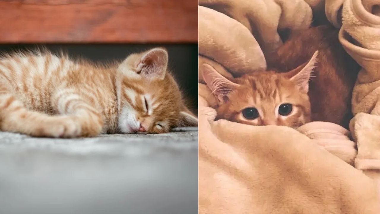 Heartwarming Scene in İzmir: Mama Cat Rushes Her Sick Kittens to a Human Hospital, Doctors Treat Them Like Real Patients