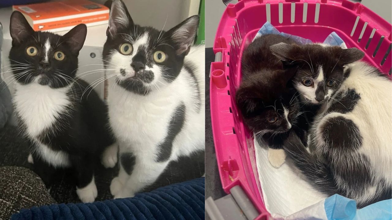 Heartwarming Tale in England: Cat Brings Two Kittens to Family Garden, But More Helpless Babies Still on the Way