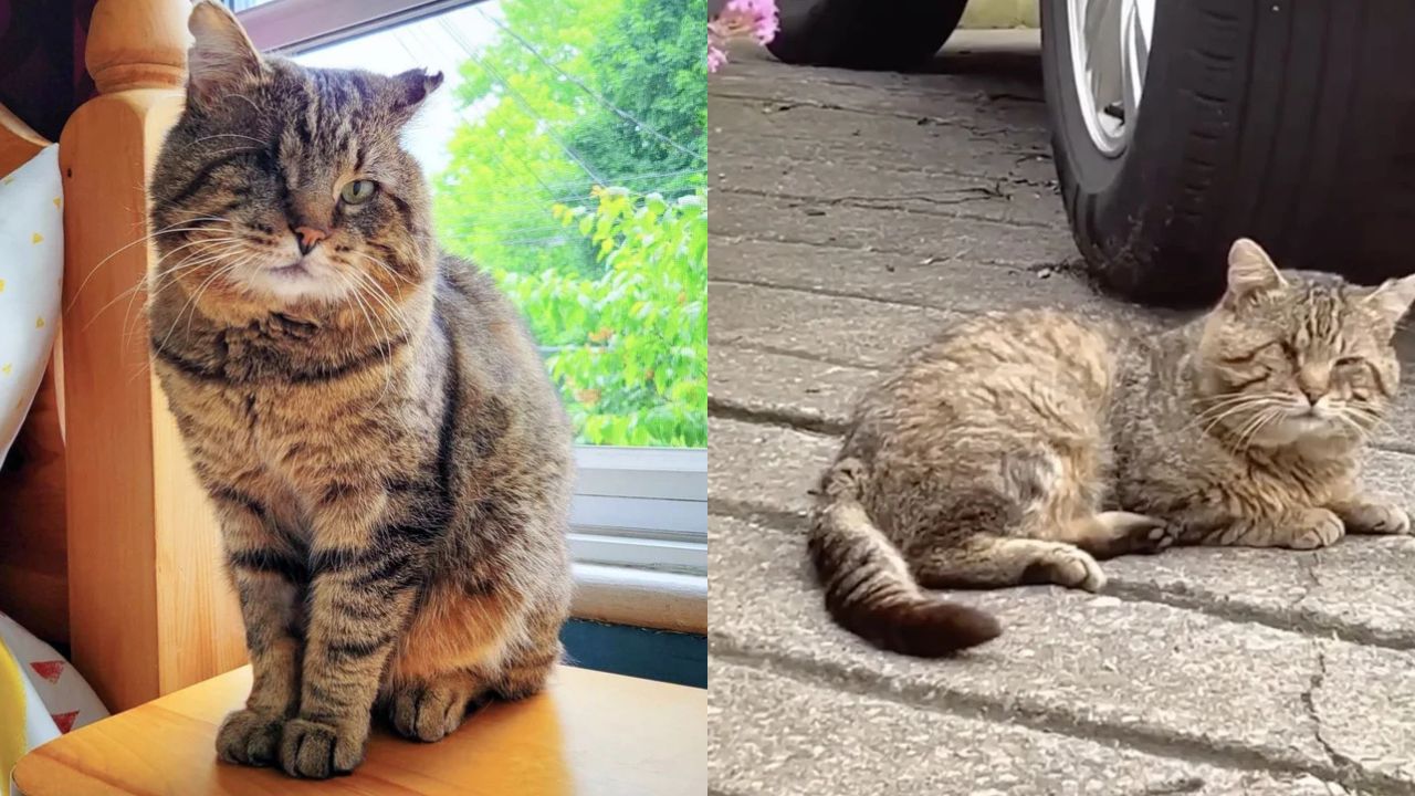 Lonely Cat Survives Years on the Streets Before Wandering Into a Québec Patio That Changed His Life Forever