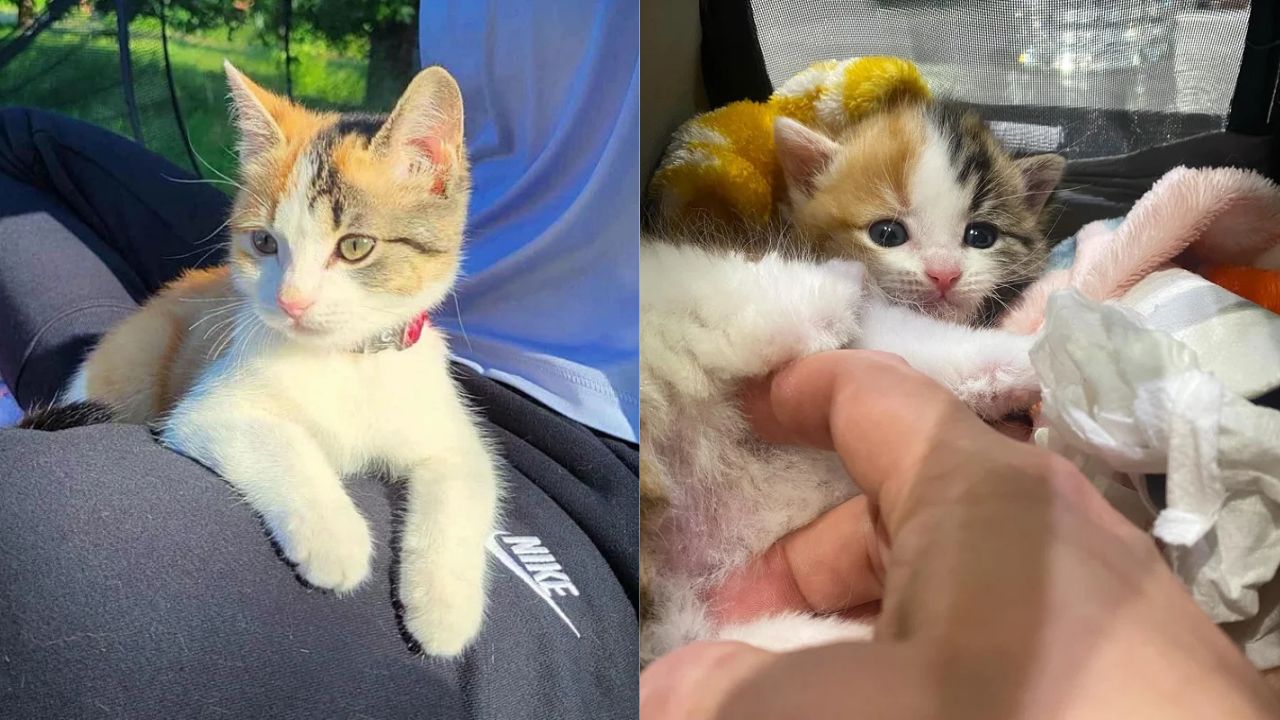 Lonely Kitten Found Under a House in Québec Transforms Into an Adventure Cat That Follows People Everywhere