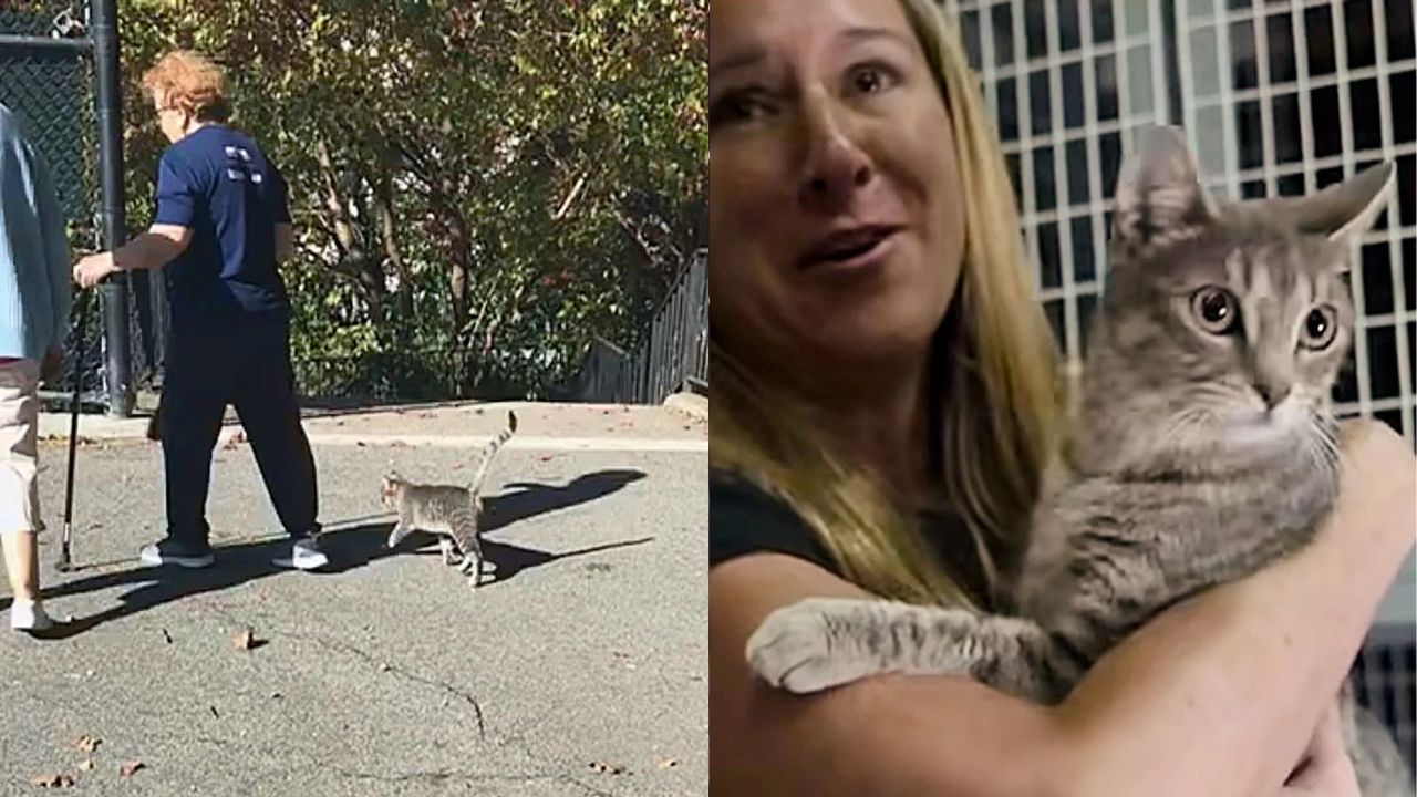 Lonely Stray in New York Joins Daily Walking Group and Ends Up with the Forever Home of Her Dreams