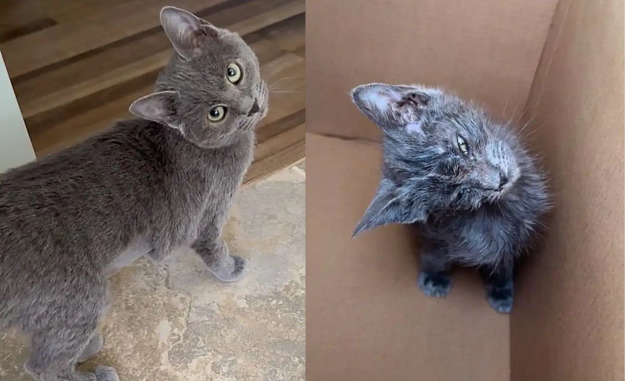 Nevada Kitten Born with Permanent Head Tilt Overcomes Challenges and Proves Nothing Is Impossible