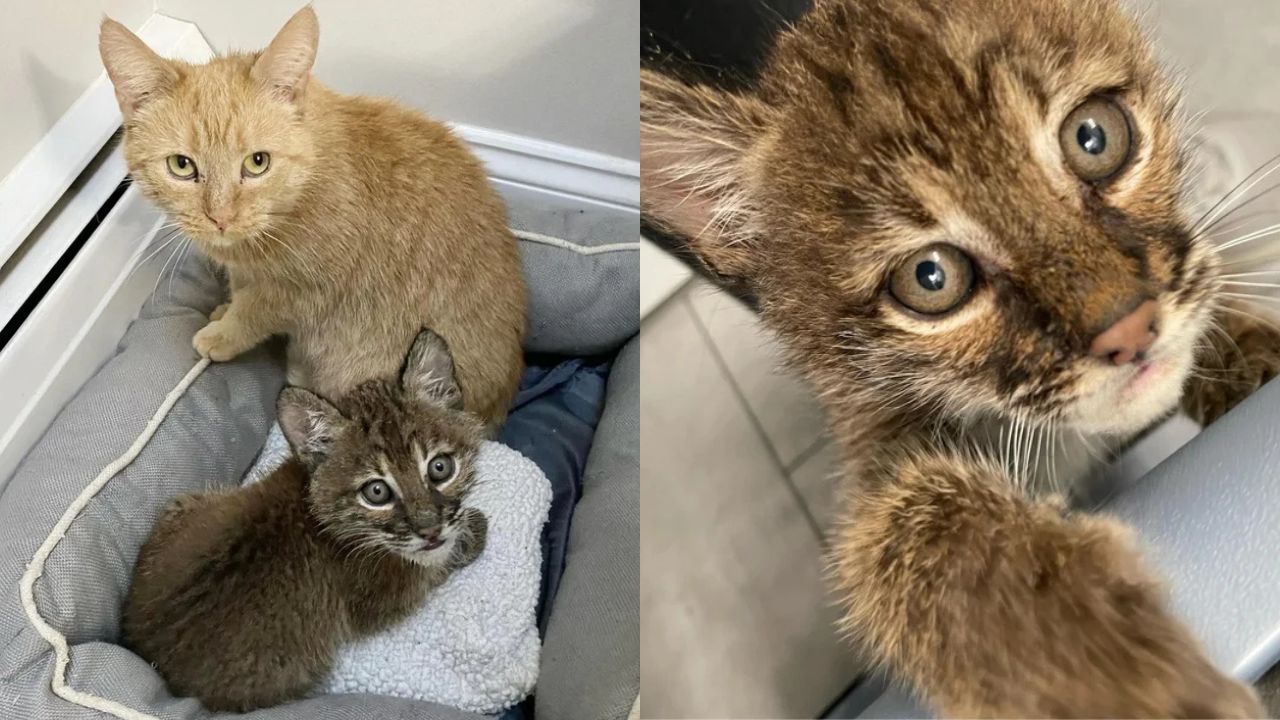 New Hampshire Cat Captures Hearts by Caring for a Bobcat Kitten With No Family of Its Own
