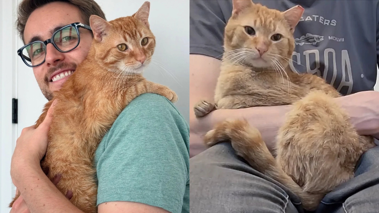 New York City Man Approaches Stray for Help - Ends Up with a Devoted Lap Cat Who Lives Up to His Perfect Name
