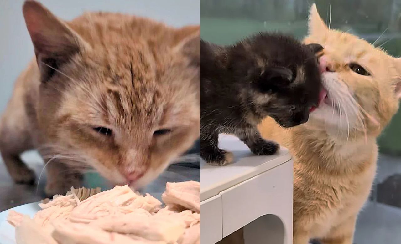 Ohio Cat Turns Into Loving ‘Dad’ as He Shockingly Adopts and Cares for Abandoned Kittens After Moving Indoors