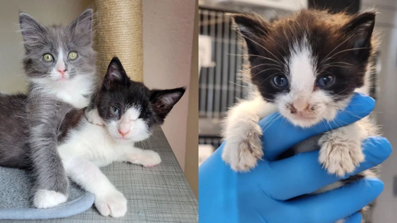 Florida Miracle: One-Eyed Kitten Meets the Friendliest Cat Ever, Their Bond Melts Hearts