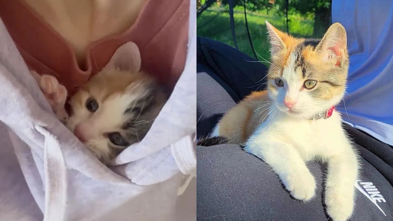 Québec Kitten’s Remarkable Journey from Under-House Hiding Spot to Full-Time Adventure Partner