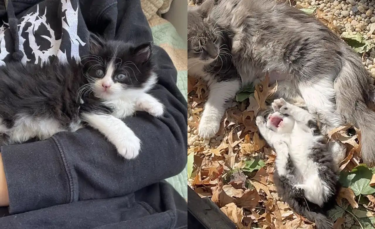 Stray Cat and Three Tiny Kittens Found Outside Bakery in New York — Woman Steps In and Changes Their Fate