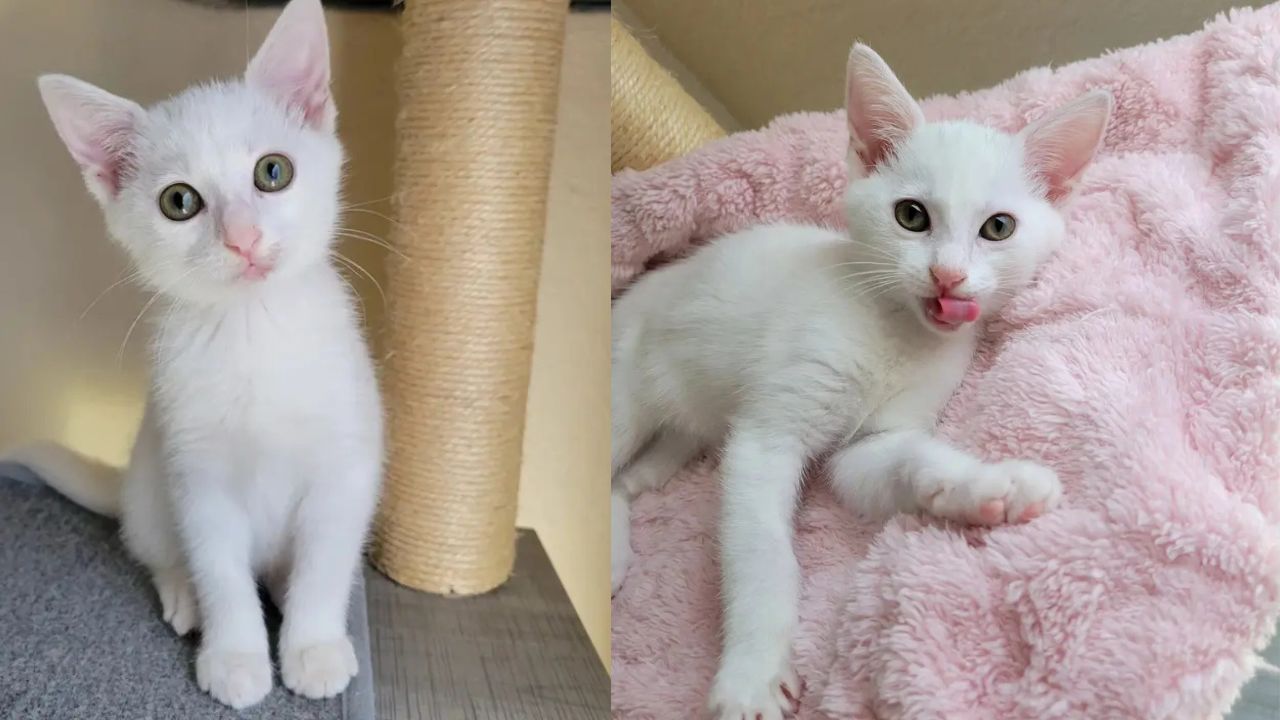 Heartwarming Florida Tale: Stray Kitten Discovered on Car Tire Thrives After Meeting a Three-Legged Feline Friend