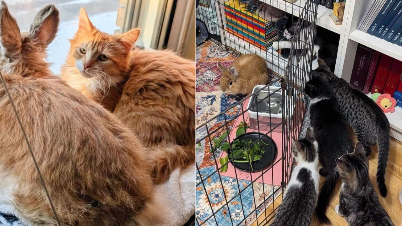 Stray With Long Ears Finds Love Among Cats in Quebec, Proving Friendship Knows No Boundaries