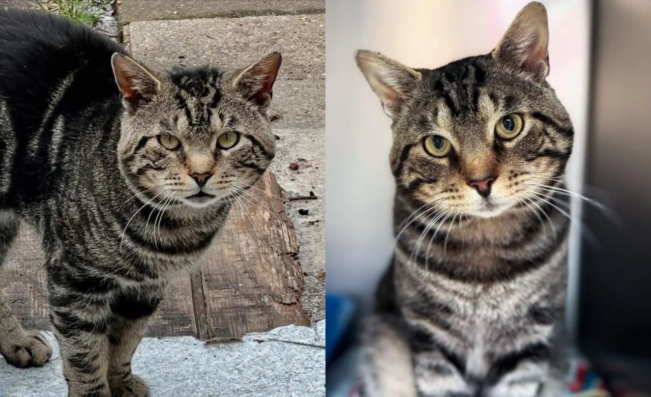Street Cats in New Jersey Receive Help from Caring Locals, Leading to the Discovery of One Truly Unique Cat