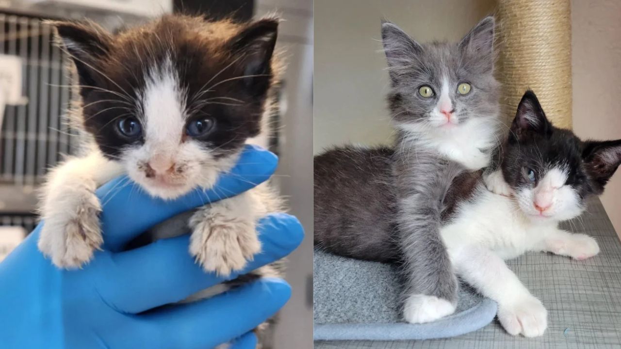 The Sweetest Meeting in California: One-Eyed Kitten Bonds with Cat Who Welcomes All
