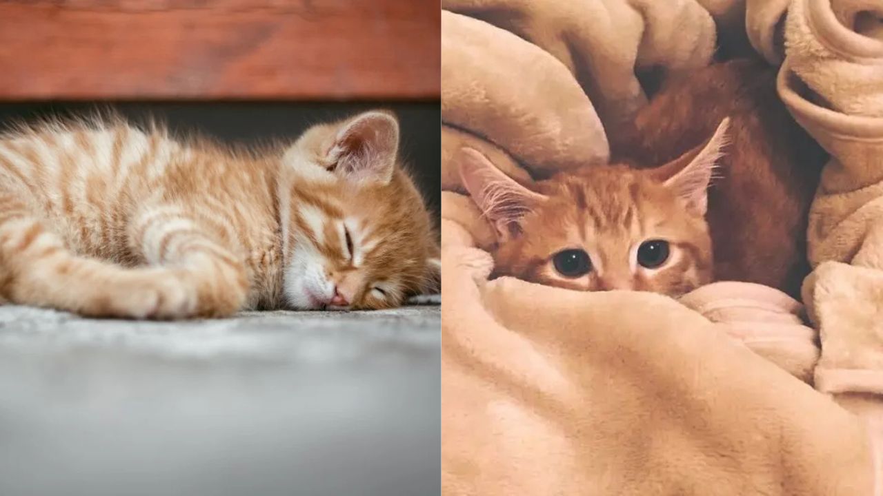 Western Turkey Stunned as Mama Cat Rushes Kittens to Human Hospital, Doctors Treat Them Like Real Patients