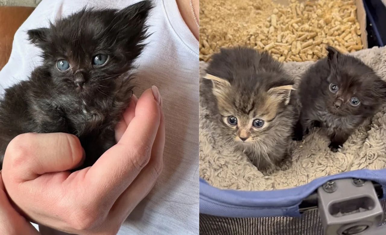 USA Shelter Surprise: Woman Discovers a Tiny Kitten Had a Bigger Sister and Decides Both Deserve a Forever Home Together.