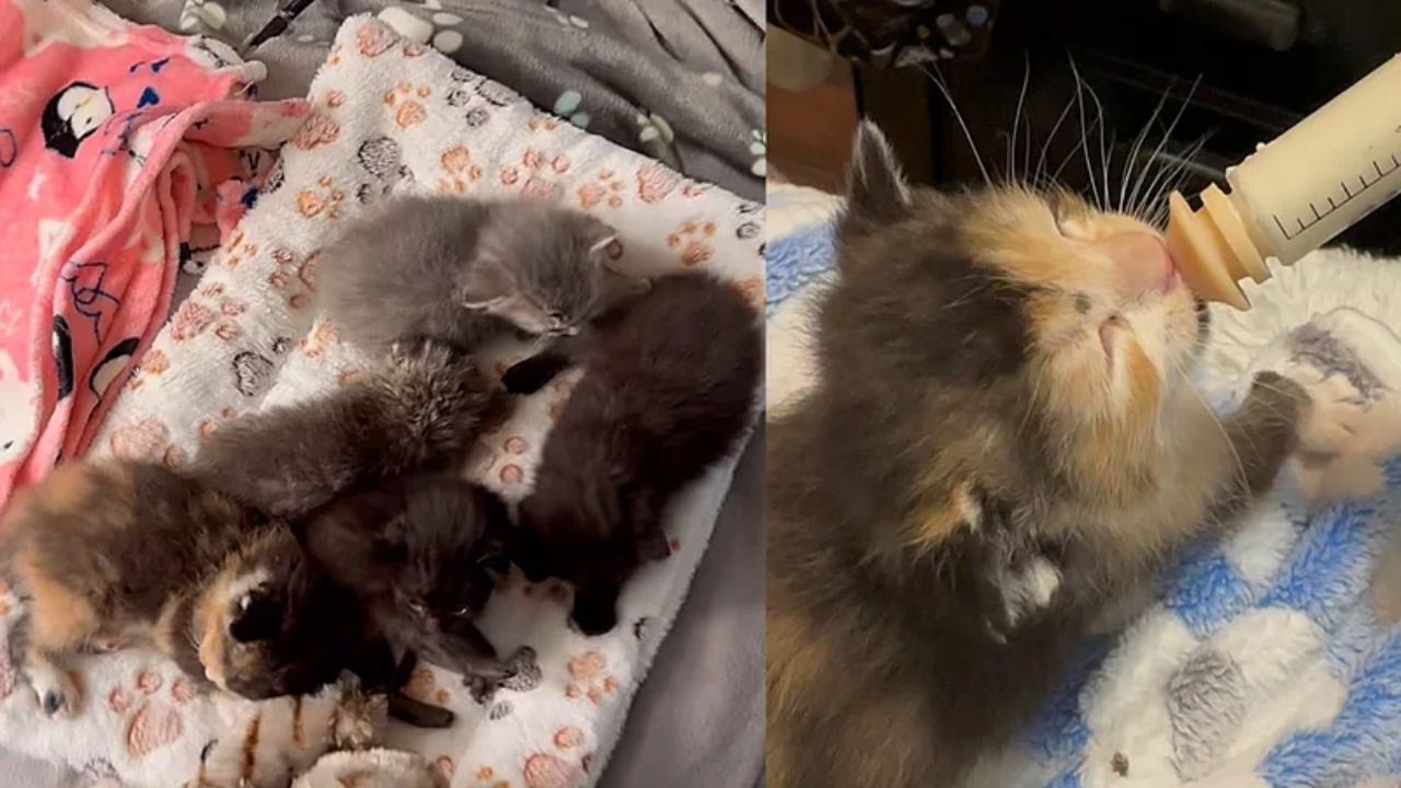 USA Shocker: Woman Hears Her Lawn Mower ‘Meowing’ and Finds Dozens of Helpless Kittens Hiding Beneath the Grass