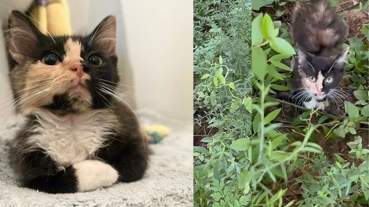 In Georgia, Woman Sees Vulnerable Kitten Walk Out of Bushes and Instantly Knows She Must Save Her